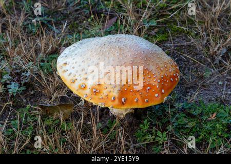 Fly Amanita mushroom (Amanita muscaria), poisionous, toxic, E USA, by James D Coppinger/Dembinsky Photo Assoc Stock Photo