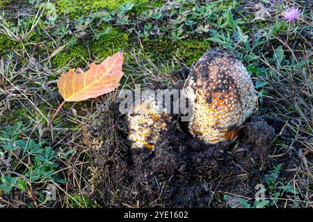 Fly Amanita mushroom (Amanita muscaria), poisionous, toxic, E USA, by James D Coppinger/Dembinsky Photo Assoc Stock Photo