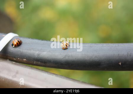 Ladybug Stock Photo