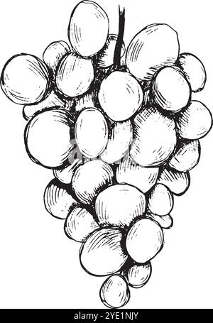 A beautifully handdrawn illustration of grapes, representing the freshness and abundant bounty of nature. Hand drawn vector black-and-white graphics in line art for printed materials, interiors and more.  Stock Vector