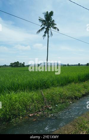 Coconut trees in the middle of the rice fields Stock Photo - Alamy