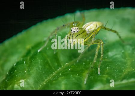 Green lynx spider standing on a green leaf, camouflaged with the green background, macro photography and don't have generated by AI. Stock Photo