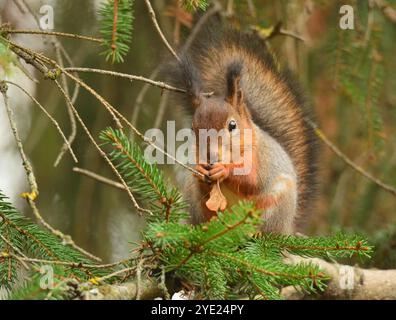Squirrel with maple seed Stock Photo