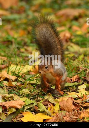 Autumn squirrel on the ground Stock Photo