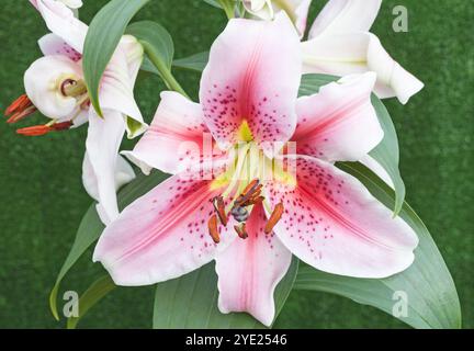 Oriental lily 'Mona Lisa', Lilium Stock Photo