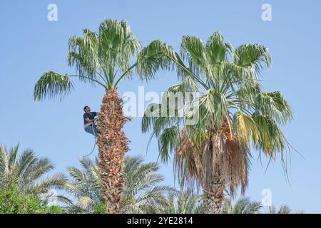 Sharm El Sheikh, Egypt - April 28, 2024: Worker in safety gear climbed tall palm tree to removing branches with dried leaves. Clear blue sky and lush Stock Photo