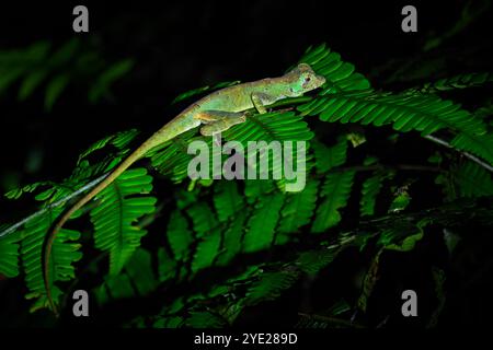 Golfo-Dulce anole, or many-scaled anole (Norops polylepis), resting on jungle vegetation in tropical rain forest, Costa Rica. Stock Photo