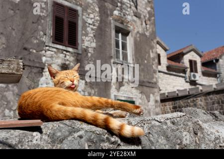 Ginger cat lying on the sun in old town of Kotor Stock Photo