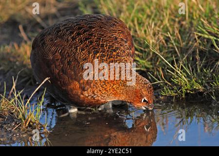 RED GROUSE drinking, Scotland, UK. Stock Photo