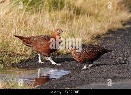 RED GROUSE at a water pool at the side of a moorland road, Scotland, UK. Stock Photo