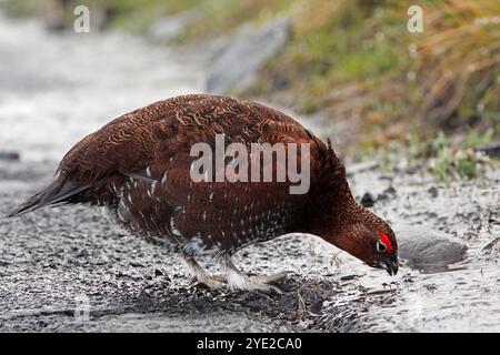 RED GROUSE (Lagopus lagopus scoticus) drinking at the side of the road after wet weather, Scotland, UK. Stock Photo