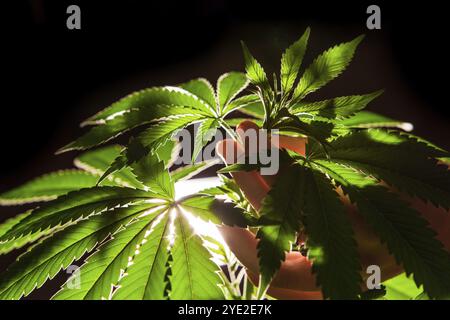 Selective focus closeup of backlit marijuana plant shot from above. Woman's hand running her fingers through the leaves of a healthy cannabis plant Stock Photo