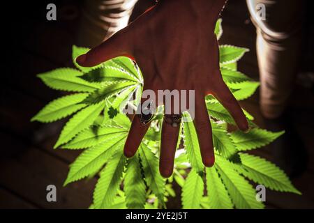 Selective focus closeup of backlit marijuana plant shot from above. Woman's outstretched hand hovering over the leaves of a healthy cannabis plant Stock Photo