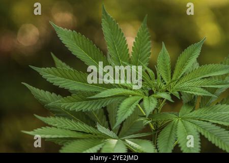 Close up selective focus shot from above of the top of a cannabis plant. Leaves sprouting from a marijuana plant out of focus foliage in the backgroun Stock Photo