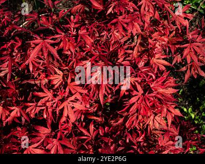 A close up of the red autumn foliage of the Japanese maple Acer palmatum 'Shaina' Stock Photo