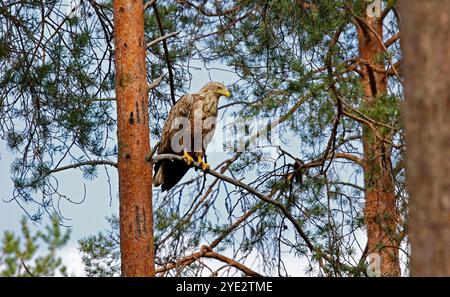 White tailed eagles hunting in the forest Stock Photo