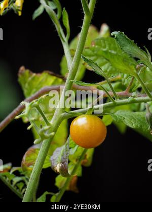 A single yellow orange tomato growing on a vine against a black background Stock Photo