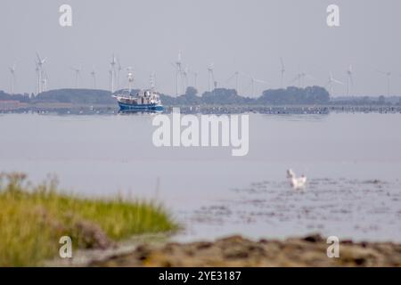 A fishing boat sails across calm waters near the North Sea coast, with wind turbines visible on the horizon in the background. Stock Photo