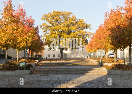 The marketplace in Strausberg glows with vibrant autumn colors, showcasing a majestic oak tree surrounded by symmetrically planted trees. Stock Photo