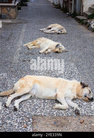 Three urban free-ranging dogs asleep in street Foca Turkey Stock Photo