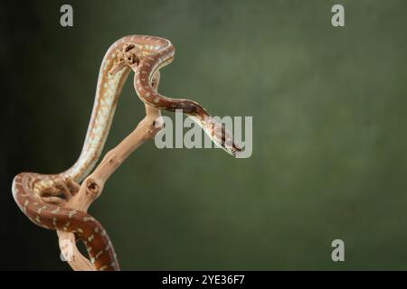 A green tree python wraps itself around a branch, showing off its vibrant scales and sinuous body. The snake piercing eyes and coiled posture suggest Stock Photo
