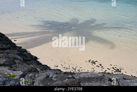 Gorgeous palm tree reflection in ocean water on Mauritius beach. Stock Photo