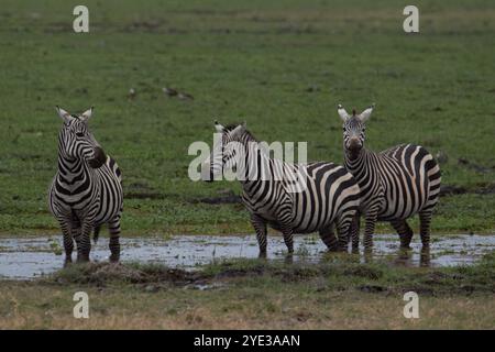 Grant's zebra (Equus quagga boehmi) in a swamp in Amboseli National Park, Kenya, East Africa Stock Photo