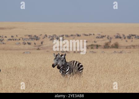 Grant's zebra (Equus quagga boehmi) migrating herd, Masai Mara National Reserve, Kenya, East Africa Stock Photo