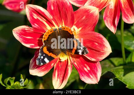 Admirable Butterfly Red Admiral Butterfly on Dahlia flower Autumn Insect feeding nectar on October Sun Stock Photo