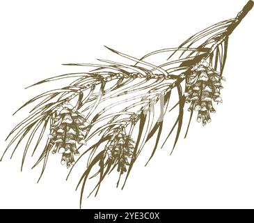 line art pine cones. Ink graphic twig of conifers evergreen tree. Hand ...