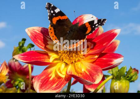 Red Admiral Butterfly on Dahlia flower October Autumn Vanessa atalanta wings butterfly autumn Stock Photo