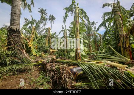 Laguna, Calabarzon, Luzon Island, Philippines.Oct 25,2024: Banana & coconut forest ravaged by floodwater & powerful winds of the storm that broke or brought down trees. Severe Tropical Cyclone Trami (Kristine) aftermath in Philippine archipelago, one of world's most impacted regions by climate change as the Southeast Asia's country is struck by multiple natural disasters a year (typhoons, heatwaves, floods). The PH Department of Agriculture reported P3.40 billion agricultural damage (rice fields, farms & fisheries affected), affecting nearly 80,000 farmers. Credit: Kevin Izorce/Alamy Live News Stock Photo