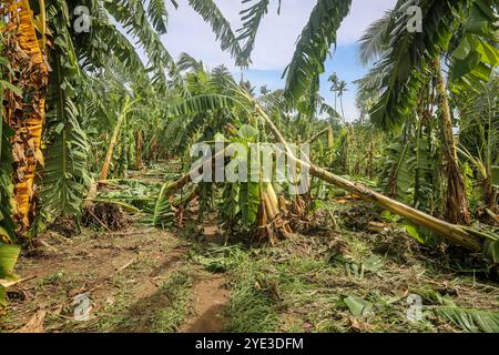 Laguna, Calabarzon, Luzon Island, Philippines.Oct 25,2024: Banana & coconut forest ravaged by floodwater & powerful winds of the storm that broke or brought down trees. Severe Tropical Cyclone Trami (Kristine) aftermath in Philippine archipelago, one of world's most impacted regions by climate change as the Southeast Asia's country is struck by multiple natural disasters a year (typhoons, heatwaves, floods). The PH Department of Agriculture reported P3.40 billion agricultural damage (rice fields, farms & fisheries affected), affecting nearly 80,000 farmers. Credit: Kevin Izorce/Alamy Live News Stock Photo