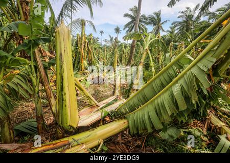 Laguna, Calabarzon, Luzon Island, Philippines.Oct 25,2024: Banana & coconut forest ravaged by floodwater & powerful winds of the storm that broke or brought down trees. Severe Tropical Cyclone Trami (Kristine) aftermath in Philippine archipelago, one of world's most impacted regions by climate change as the Southeast Asia's country is struck by multiple natural disasters a year (typhoons, heatwaves, floods). The PH Department of Agriculture reported P3.40 billion agricultural damage (rice fields, farms & fisheries affected), affecting nearly 80,000 farmers. Credit: Kevin Izorce/Alamy Live News Stock Photo