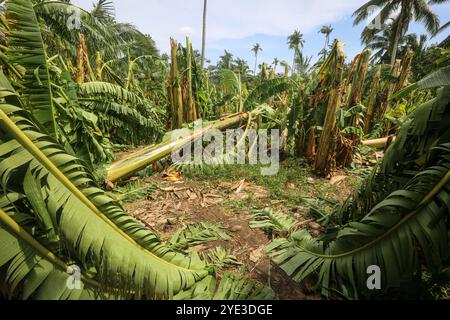 Laguna, Calabarzon, Luzon Island, Philippines.Oct 25,2024: Banana & coconut forest ravaged by floodwater & powerful winds of the storm that broke or brought down trees. Severe Tropical Cyclone Trami (Kristine) aftermath in Philippine archipelago, one of world's most impacted regions by climate change as the Southeast Asia's country is struck by multiple natural disasters a year (typhoons, heatwaves, floods). The PH Department of Agriculture reported P3.40 billion agricultural damage (rice fields, farms & fisheries affected), affecting nearly 80,000 farmers. Credit: Kevin Izorce/Alamy Live News Stock Photo