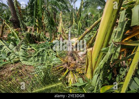 Laguna, Calabarzon, Luzon Island, Philippines.Oct 25,2024: Banana & coconut forest ravaged by floodwater & powerful winds of the storm that broke or brought down trees. Severe Tropical Cyclone Trami (Kristine) aftermath in Philippine archipelago, one of world's most impacted regions by climate change as the Southeast Asia's country is struck by multiple natural disasters a year (typhoons, heatwaves, floods). The PH Department of Agriculture reported P3.40 billion agricultural damage (rice fields, farms & fisheries affected), affecting nearly 80,000 farmers. Credit: Kevin Izorce/Alamy Live News Stock Photo