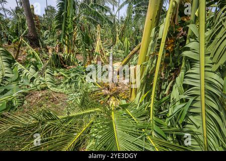 Laguna, Calabarzon, Luzon Island, Philippines.Oct 25,2024: Banana & coconut forest ravaged by floodwater & powerful winds of the storm that broke or brought down trees. Severe Tropical Cyclone Trami (Kristine) aftermath in Philippine archipelago, one of world's most impacted regions by climate change as the Southeast Asia's country is struck by multiple natural disasters a year (typhoons, heatwaves, floods). The PH Department of Agriculture reported P3.40 billion agricultural damage (rice fields, farms & fisheries affected), affecting nearly 80,000 farmers. Credit: Kevin Izorce/Alamy Live News Stock Photo