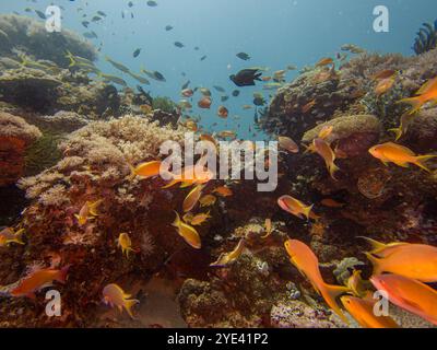 A colorful healthy coral reef with Anthias fish and divers at Puerto Galera, Philippines. These reefs are in the center of the coral triangle and have a unique biodiversity Stock Photo