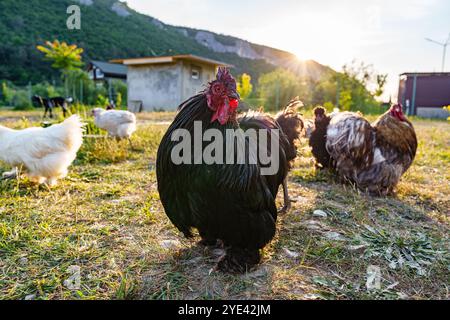 A group of chickens enjoying the late afternoon sun near a rustic barn in a rural setting Stock Photo