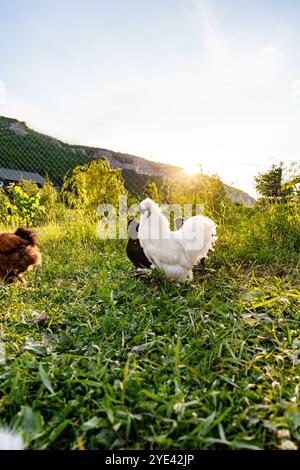 A group of chickens enjoying the late afternoon sun near a rustic barn in a rural setting Stock Photo