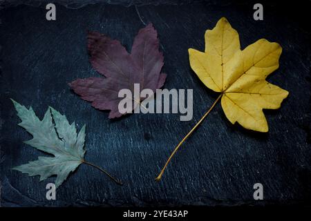 Three types of maple leaves of different colours laid out on a slate surface Stock Photo