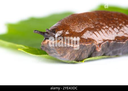 Closeup Spanish slug Arion vulgaris lusitanicus. Large slimy brown snail on green plant leaf macro shot white background Stock Photo