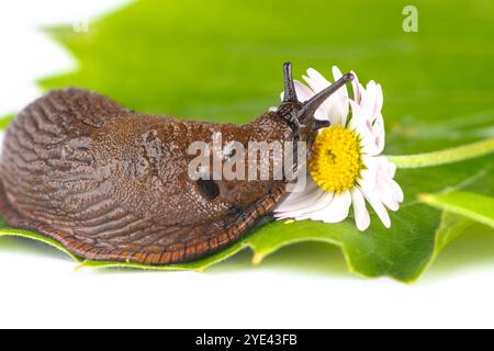 Closeup Spanish slug Arion vulgaris lusitanicus. Large slimy brown snail on yellow green plant macro shot white background Stock Photo