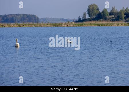 a pair of swans with white plumage in the lake, a young white swan floating on the lake Stock Photo