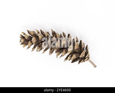 Coniferous tree cone isolated on white background Stock Photo