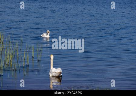 a young swan with white plumage in the lake, a young white swan floating on the lake Stock Photo