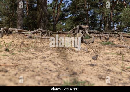 tree roots sticking out of the earth , large tree roots that have come to the surface Stock Photo