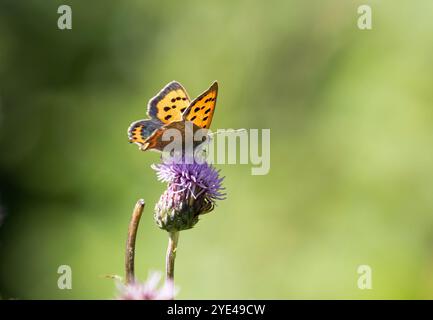 Small Copper Butterfly nectaring on purple flower - Lycaena phlaeas Stock Photo