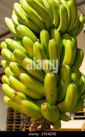 A bunch of green bananas hanging from a rope. The bananas are ripe and ready to eat. Concept of abundance and freshness Stock Photo