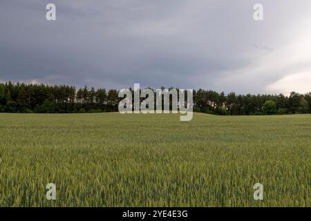 wheat field after a thunderstorm , cloudy weather in a field with green wheat Stock Photo